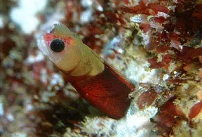 Tufted blenny (Mccoskerichthys sandae)