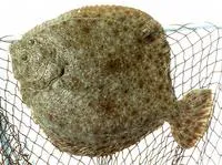 Turbot (Scophthalmus maximus)