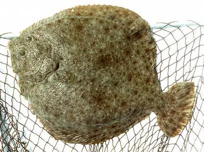 Turbot (Scophthalmus maximus)