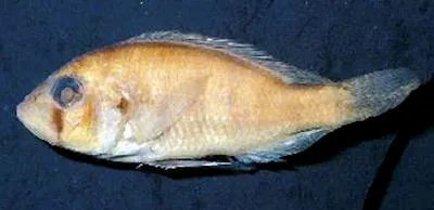 Turkana haplo (Haplochromis turkanae)