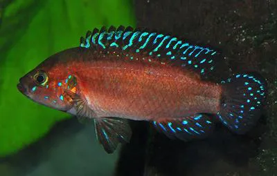 Turkana jewel cichlid (Hemichromis exsul)