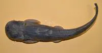 Turkestan catfish (Glyptosternon reticulatum)