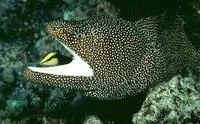 Turkey moray (Gymnothorax meleagris)