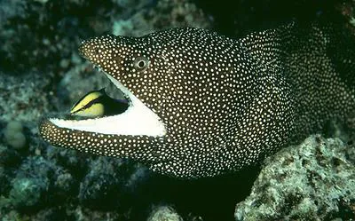 Turkey moray (Gymnothorax meleagris)
