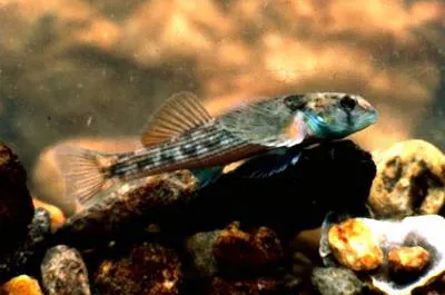 Turquoise darter (Etheostoma inscriptum)