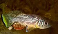Turquoise killifish (Nothobranchius furzeri)