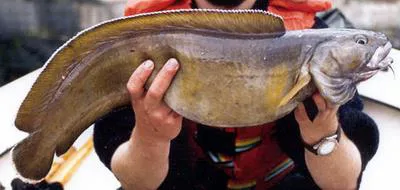 Tusk (Brosme brosme)