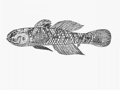 Tusk goby (Amoya signata)