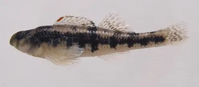 Tuskaloossa darter (Etheostoma douglasi)