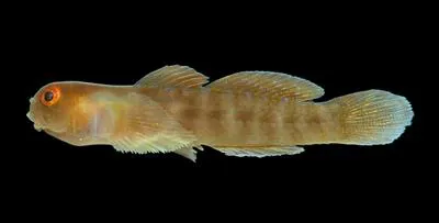 Tusked goby (Risor ruber)