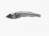 Tusked tubeshoulder (Holtbyrnia laticauda)