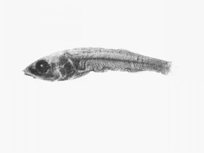 Tusked tubeshoulder (Holtbyrnia laticauda)