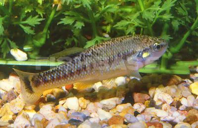Tuxpan splitfin (Allodontichthys tamazulae)