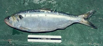 Twaite shad (Alosa fallax)