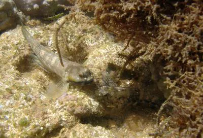 Twin-spotted frillfin (Bathygobius geminatus)
