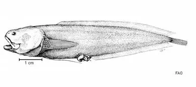 Twinhook cusk (Diancistrus longifilis)
