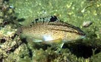 Twinspot bass (Serranus flaviventris)