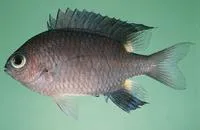 Twinspot chromis (Chromis elerae)