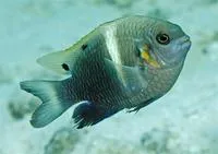 Twinspot damselfish (Chrysiptera biocellata)