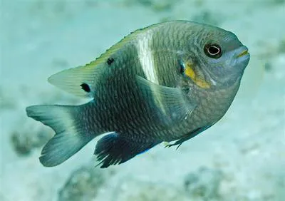 Twinspot damselfish (Chrysiptera biocellata)