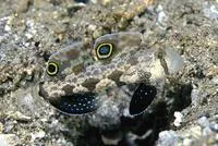 Twinspot goby (Signigobius biocellatus)