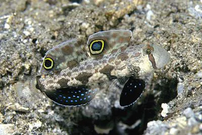 Twinspot goby (Signigobius biocellatus)