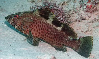 Twinspot grouper (Epinephelus bilobatus)
