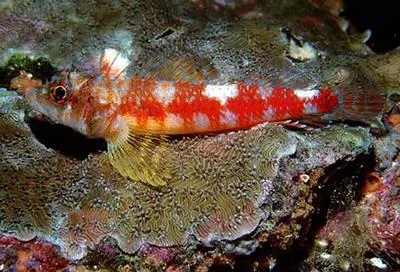 Twinspot triplefin (Lepidonectes bimaculatus)