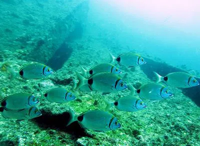 Two-banded seabream (Diplodus prayensis)