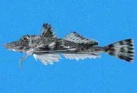 Two-beaked searobin (Prionotus birostratus)