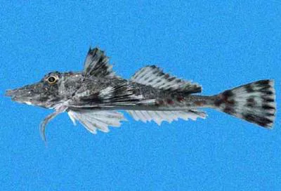 Two-beaked searobin (Prionotus birostratus)