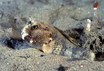Two-eyed blenny (Chalaroderma ocellata)