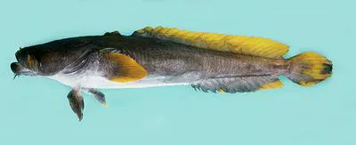 Two-faced toadfish (Bifax lacinia)