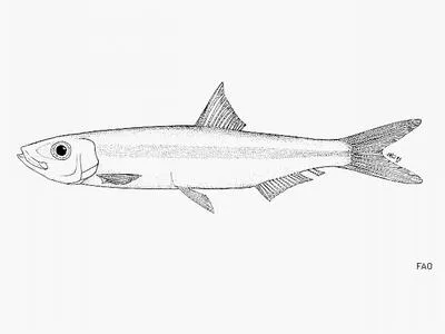 Two-finned round herring (Spratellomorpha bianalis)