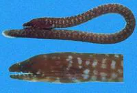 Two-holes moray (Uropterygius versutus)