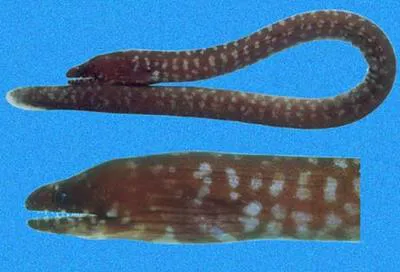 Two-holes moray (Uropterygius versutus)