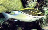 Two-lined monocle bream (Scolopsis bilineata)