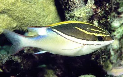 Two-lined monocle bream (Scolopsis bilineata)