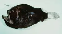 Two-rod anglerfish (Diceratias bispinosus)