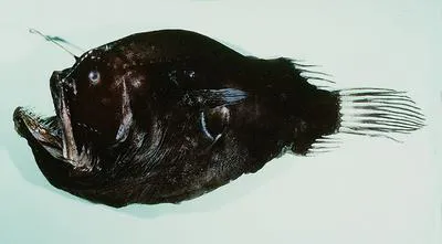 Two-rod anglerfish (Diceratias bispinosus)
