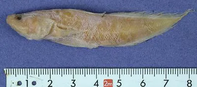 Two-spined slopebrotula (Tuamotuichthys bispinosus)