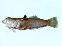 Two-spined yellow-tail stargazer (Uranoscopus cognatus)