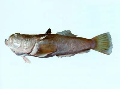 Two-spined yellow-tail stargazer (Uranoscopus cognatus)