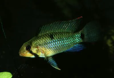 Two-spot Apistogramma (Apistogramma rupununi)