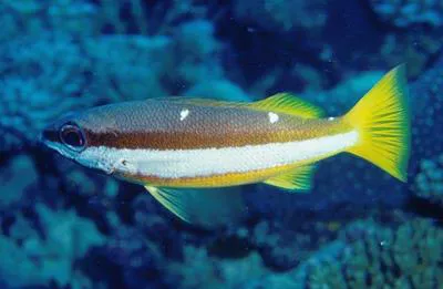 Two-spot banded snapper (Lutjanus biguttatus)