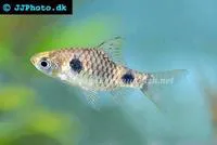 Two spot barb (Puntius cumingii)