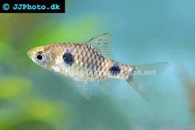 Two spot barb (Puntius cumingii)