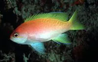 Two-spot basslet (Pseudanthias bimaculatus)