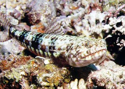 Two-spot lizard fish (Synodus binotatus)