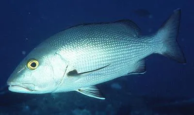 Two-spot red snapper (Lutjanus bohar)